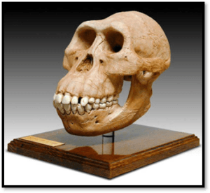 Logo del módulo # 3 del CDC - Australopitecus