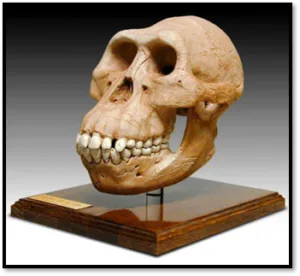 Logo del módulo # 3 del CDC - Australopitecus