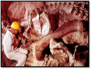 logo del módulo # 4 del CDC. Cementerio de fósiles de dinosaurios