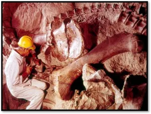 logo del módulo # 4 del CDC. Cementerio de fósiles de dinosaurios